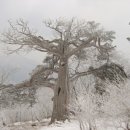 제 115차 강원태백 "태백산(1566.7m)" 눈꽃산행 예약안내 06.01.22 이미지