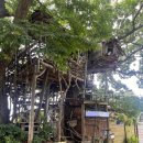 대동보건진료소 | 전주 근교 가볼만한 곳 김제 미즈노씨네 트리하우스 동심으로 돌아간 이색카페