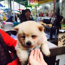 댕댕이냥냥 이미지