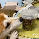 참견펫푸드 네이버블로그