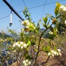 어린이날 국내산 친환경 블루베리 꽃구경 이미지