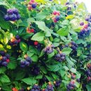 상희농장 이미지