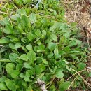 까치꽃 반찬 이미지