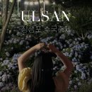 울산 수국축제 후기 - 실시간개화정도, 주차장, 강아지동반안내. 6월 중순 방문 추천