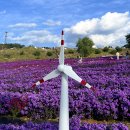 꽃별하얀 | 거창 감악산 아스타국화 축제 꽃별여행 별바람 언덕