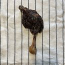 바닐노쉬 | 바닐노쉬 프렌즈 1기