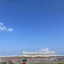 제주목화 이미지