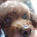 뿌리네 애견샵 이미지