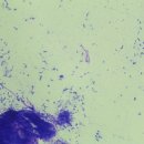 포레동물병원 이미지