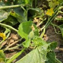 오백농장 이미지