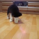 우리퍼피