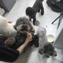동화미용