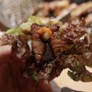 명륜진사갈비 엄궁점 이미지