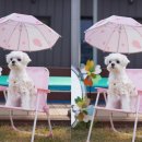 이쁘개즐겁개 | 충북 애견펜션 이쁘개즐겁개 콩이랑 다녀왔어요