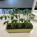행복열매 | 식집사 기록👩🏻‍🌾 LG틔운미니 방울토마토 꽃 열매 후기 (2)