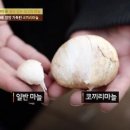 코끼리튀김