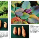 구황 이미지