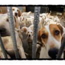 강아지 켄넬 이미지