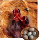 카나리아 이미지