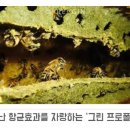 바로그린