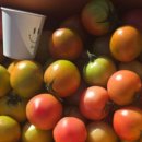 강원도 찰토마토 5키로 - 월요일 발송 이미지