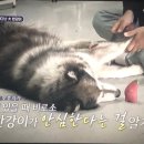 에이스동물메디컬센터 이미지