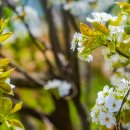 과수원길 이미지