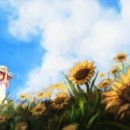 해바라기 이미지