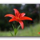 하늘반점 이미지