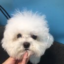 블루밍독 이미지