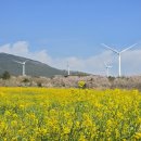 꽃담은소 | 서귀포 유채꽃 축제 후기, 벚꽃과 유채는 가시리 딱 일주일