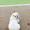 해피댕댕 이미지