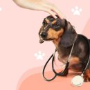 한결같은 동물병원 이미지