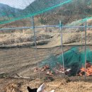 대해닭집 네이버블로그