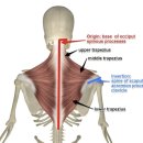 이재우한의원 | 두통원인과 어지럼증