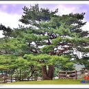 상주 낙화담 소나무 | ☯전국의 보호수 소나무 (경상북도)☯