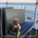 감포다방 | 경주 감포 오션뷰 카페 히든씨 실내 애견동반 가능한 대형카페
