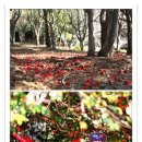 오동도 바람골 이미지