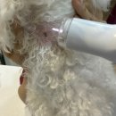 이을동물병원 | 강아지혹 수면마취 없이 제거하기 이을동물병원