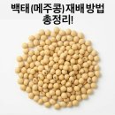 풍년농약사 | 백태(메주콩) 재배 방법 총정리!｜심는 시기, 심는 방법, 수확 시기까지