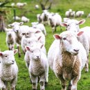 양평목장 이미지