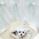 다이아몽 이미지