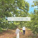 리나농장 | 안성 밤골 밤농장 아이와 밤줍기 체험 비용 예약