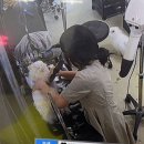 포캣 | 안산 CCTV 있는 강아지 미용실 - 포캣멍 후기