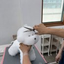수원 애견미용학원 내돈내산 등록 후기: 기초부터 실견 실습까지 정애견미용학원 솔직한 한 달 차
