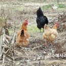 평호농장 네이버블로그