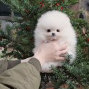일산요미캣고양이분양