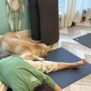 밸런스요가 | [시바난다요가 공식제휴센터 에이프로요가스쿨] 페이셔 밸런스요가 TTC 7기 후기