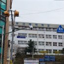 부산 수영 벚꽃구경 배화학교 3월 28일 개화상황