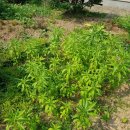 꽃과 한옥 이미지